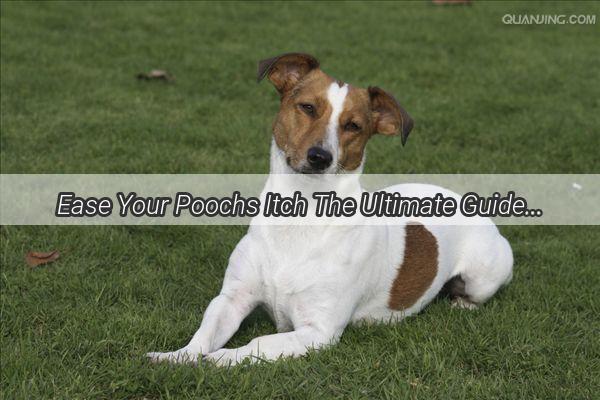 Ease Your Poochs Itch The Ultimate Guide to Applying Erythromycin Ointment for Your Dogs Delight